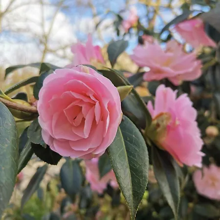 Les Brassins Du Dillon Moyon